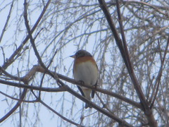 Fringilla montifringilla