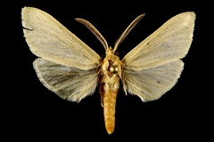 Leucanopsis perdentata