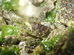 Pachygrapsus minutus