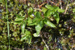 Epilobium alsinifolium