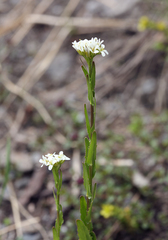 Arabis sudetica
