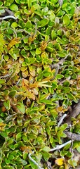 Coprosma perpusilla