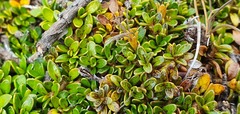 Coprosma perpusilla