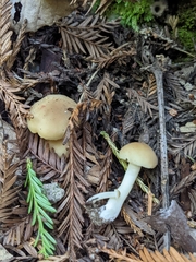 Neohygrocybe