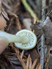 Neohygrocybe