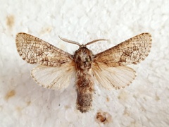 Semitocossus johannes