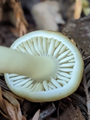 Neohygrocybe