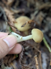 Neohygrocybe