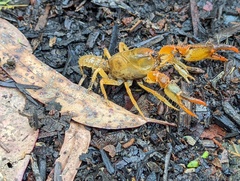 Engaeus tuberculatus
