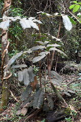 Alectryon tomentosus