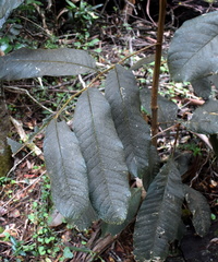 Alectryon tomentosus