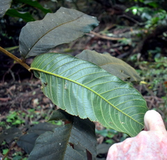 Alectryon tomentosus