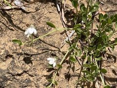 Justicia anagalloides