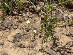 Justicia anagalloides