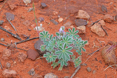 Lupinus concinnus orcuttii