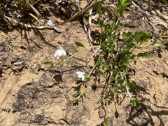 Justicia anagalloides