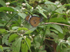 Danaus chrysippus