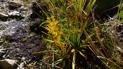 Aciphylla crenulata