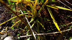 Aciphylla crenulata