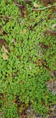Kelleria laxa