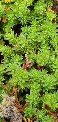 Kelleria laxa