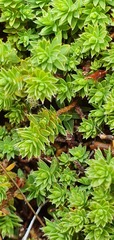 Kelleria laxa
