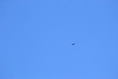 Geranoaetus melanoleucus australis