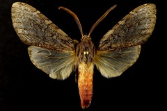 Pseudohemihyalea splendens