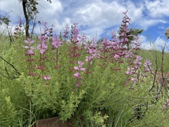 Syncolostemon transvaalensis