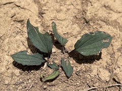 Drimiopsis davidsoniae