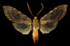 Pseudohemihyalea labecula