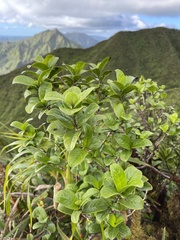 Kadua