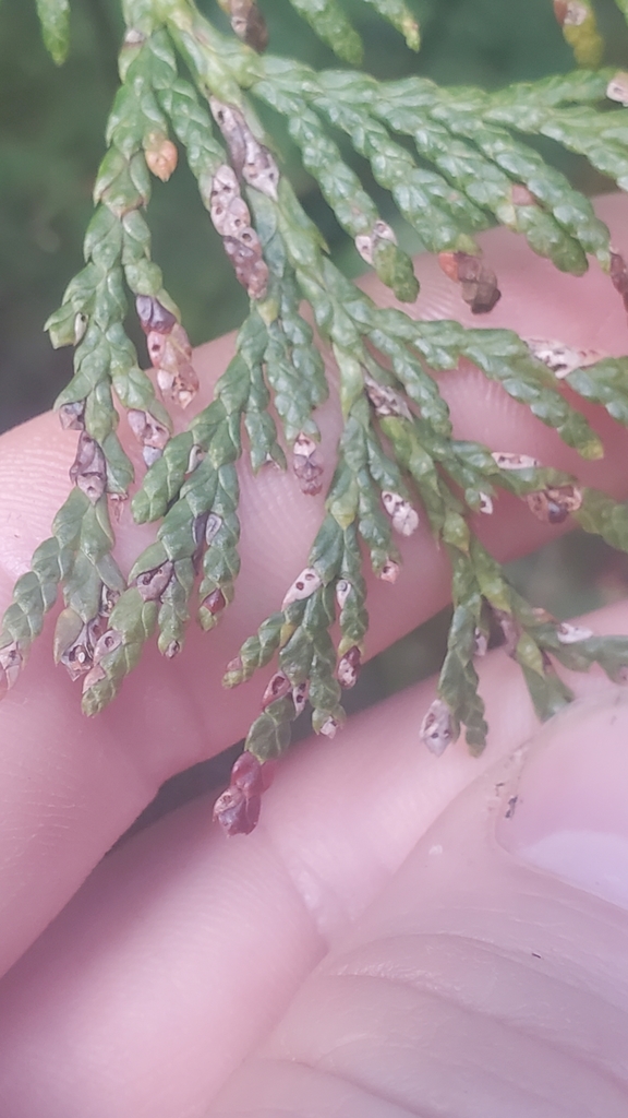Didymascella