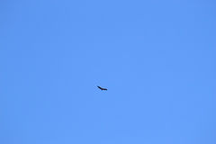 Geranoaetus melanoleucus australis