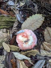 Russula bicolor