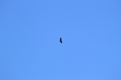 Geranoaetus melanoleucus australis