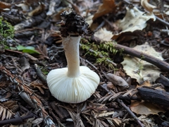 Russula bicolor
