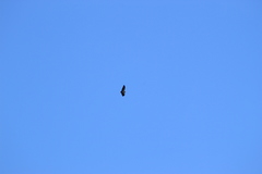 Geranoaetus melanoleucus australis