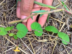 Ipomoea minutiflora
