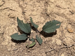 Drimiopsis davidsoniae