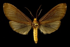 Opharus muricolor