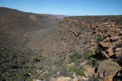 Aloe comosa