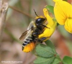 Megachile pollinosa