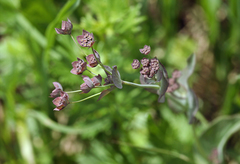 Bupleurum longifolium
