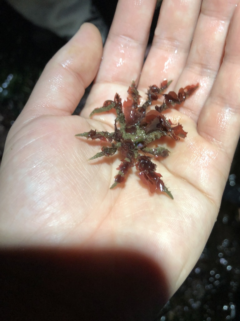 graceful decorator crab