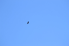 Geranoaetus melanoleucus australis