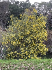 Acacia podalyriifolia