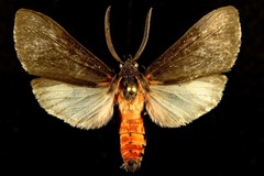 Euchaetes fusca