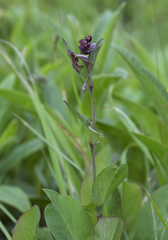 Bupleurum longifolium