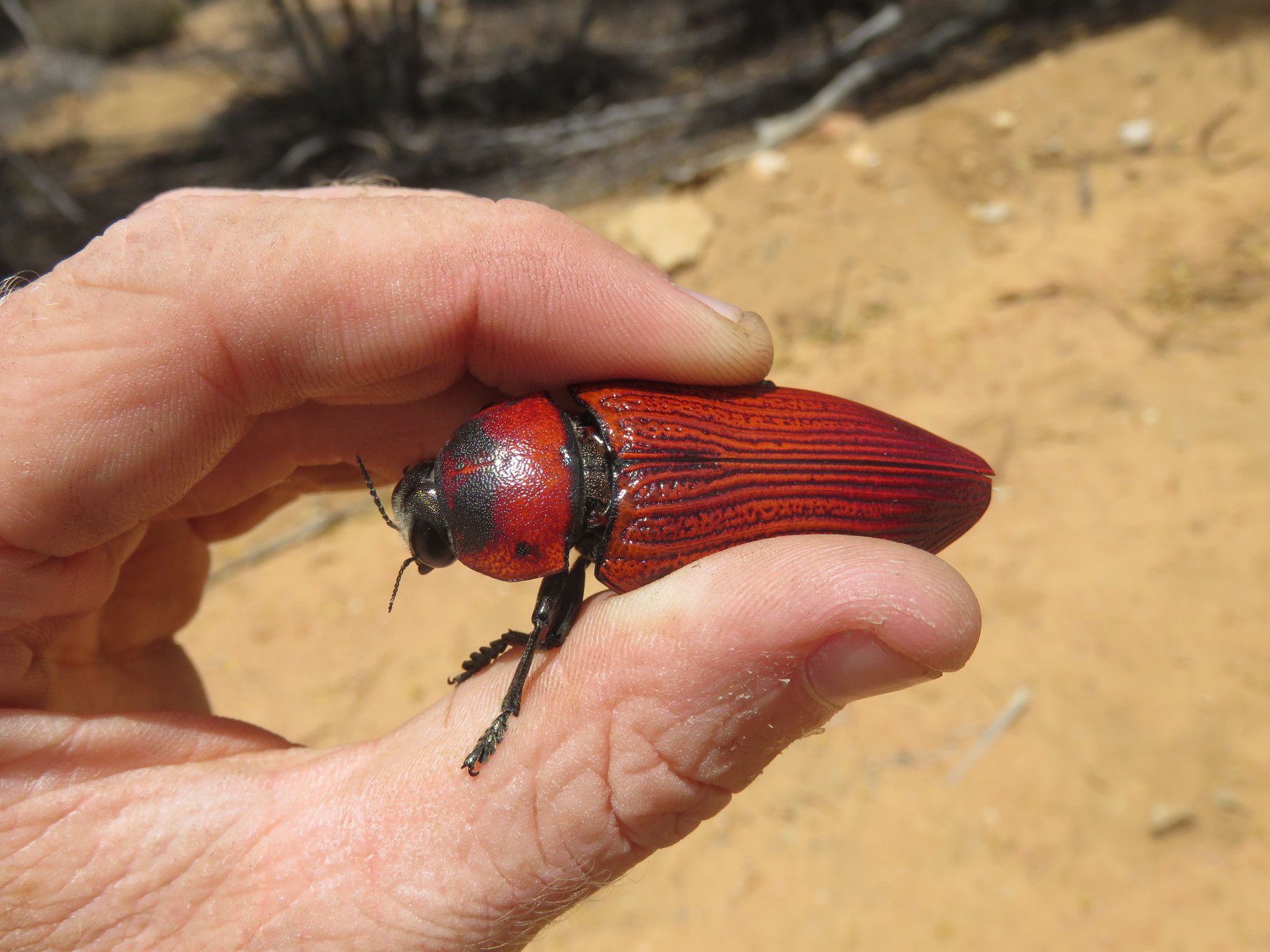 Temognatha heros · iNaturalist